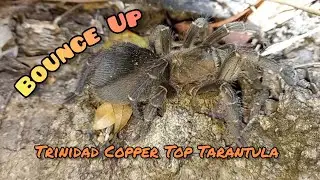 Bounce Up: Trinidad Copper Top Tarantula (Spinosatibiapalpus trinitatis)