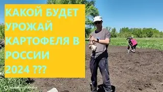 Что будет с картофелем в России в 2024 году