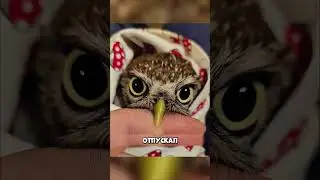 I saved a frozen owl and didn't expect this! 🤯