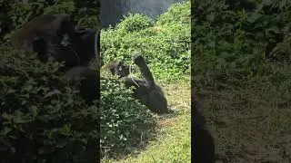 金剛猩猩Gorilla/Taipei Zoo