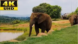 4K Ultra HD beautiful video wild animal Красивое видео мир животных 美丽的视频动物世界