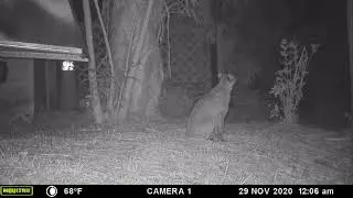 Bobcat   Night of the Hunter
