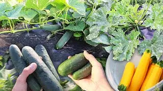 Fresh Garden Harvest, City Gardener Grows Small Farm!