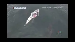 Cape Breton Island. Great white sharks feeding on whale carcass. Amazing footage.