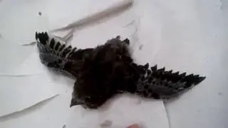 Готовится к жизни с рождения