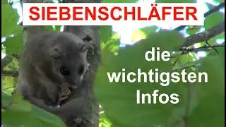 Siebenschläfer - Die wichtigsten Infos über Siebenschläfer
