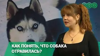 Как понять, что собака отравилась?