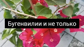бугенвилии и не только