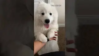 Very demure floof #youtubeshorts #yt #samoyed #pets #youtube #cute #fyp #shorts #viralreel #reels