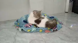 You Laugh You Lose☺😞Funniest Dogs and Cats 2025😎
