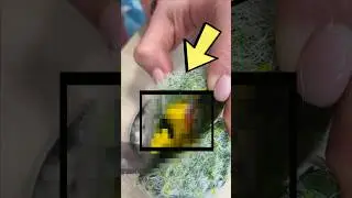😱РАЗРЕЗАЛ КАКТУС, А ТАМ…