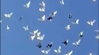 Расписные.
