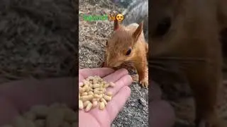 squirrel  #shorts #burabay #borovoy