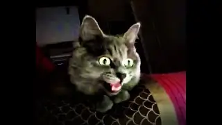 Funny cat chattering teeth - Crazy cat