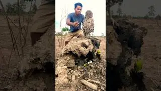 Unexpected Birds while hunting