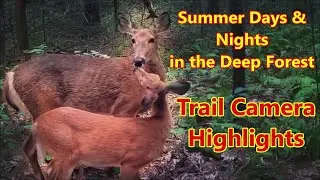 Trail Camera Highlights - Lazy Days in the Deep Woods