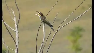Наблюдение за птицами золотистые щурки и черныши Birdwatching Bee-eaters and Green Sandpipers