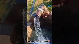 Village Enjoy Desi Vibes #shorts #viral  ​⁠ #comedy #funny #hindi