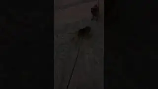 Опять мой сумасшедший мопс бекон