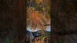 Visiting the Lachua Trail