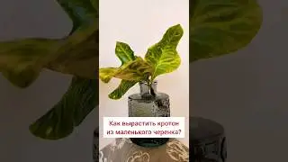 #кротон #укоренение #crotonplant #комнатныерастения #уходзарастениями #домашниецветы #кодеиум