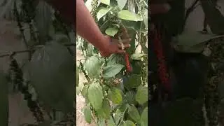 Pimenta plantada na moringa ele cortou os brotos