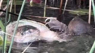 Turtle battle turtle fight