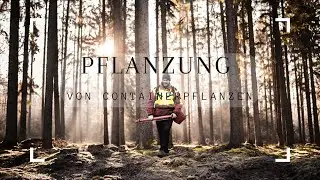 Pflanzen von Containerpflanzen