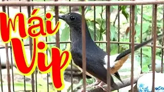 Lửa mái đập tạch sàng kèo . Giọng hay