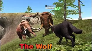 The Wolf - Mammoth Champ + Little PvP Rooms