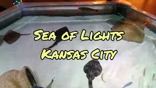 Sea of Lights, Kansas City | Aquarium in Kansas City USA @FUNZONEofANTO