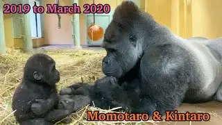 【Kyoto】Gorilla⭐️Silverback Momotaro‼︎ The road to becoming a good father(Indoor edition)