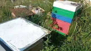 126 семей и отводков