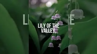 Boris Brejcha - Lily of the Valley (Studio Session)