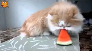 Best Funny Cats Videos Compilation   Приколы с котами #6