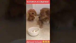 приколы собаки кошки #shorts