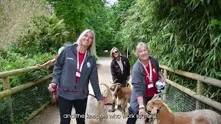 Volunteering at Durrell