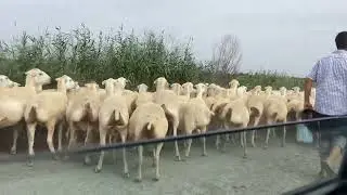 Goat Cheeks