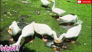 ducks eating rice so yummy food 🥝#duck funny video🍞 #trending,l🍚 videos ||funny animal |