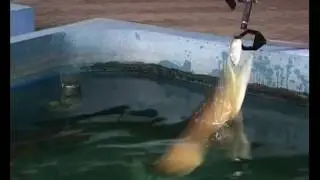 Подводное царство аквариума диск 1.