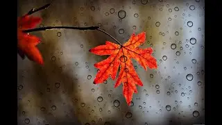 Heavy Rain, Majestic Waterfalls, and the Serene Beauty of Nature - HD"