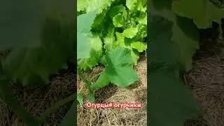 ФОРМИРОВАНИЕ ОГУРЦА