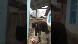 Дод аз Дасти занакои ганда