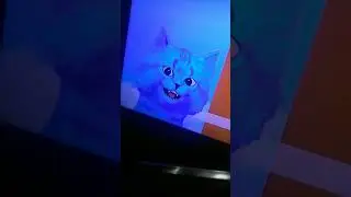 котёнок лайк в разном возрасте
