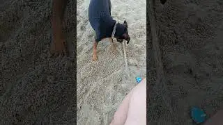 Ягдтер'єрчік Юна Собака-копака #dog #beach #summer #training