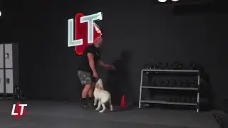 Puppy Brain Games Explained.mp4