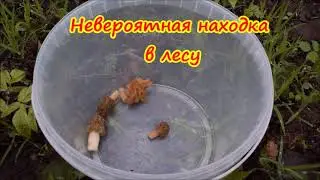 Невероятная находка в лесу
