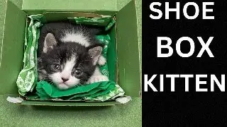 SHOE BOX KITTEN