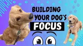 Crazy Golden Retriever learns manners
