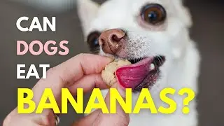 Can Dogs Eat Bananas?